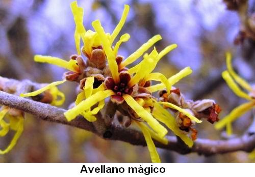 Avellano mágico.jpg
